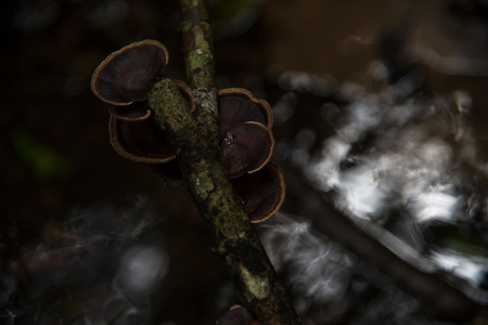 Dry mushrooms in the forest.
