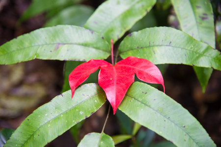 maple leaf nature background.の写真素材