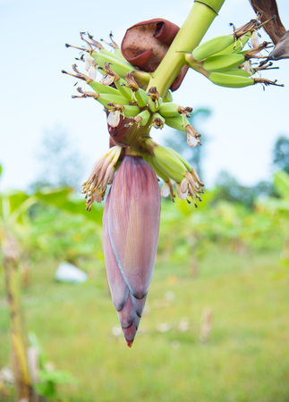 Close up green fruit banana on plants.の写真素材