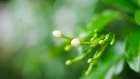 green leaf nature.の写真素材
