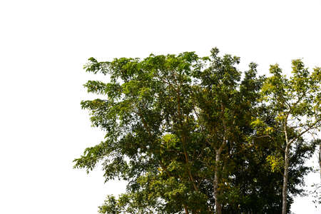green leaf on white background.の写真素材