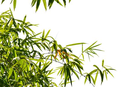 green leaf on white background.の写真素材