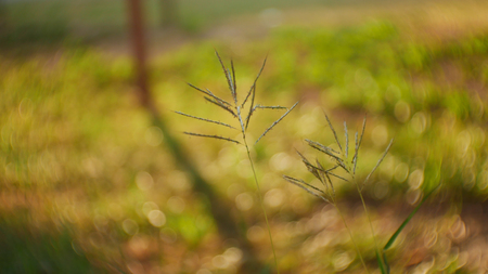 blur background.の写真素材