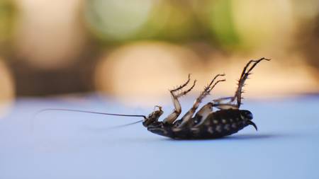 cockroachの写真素材