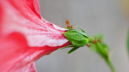 Blurred ants in natureの写真素材