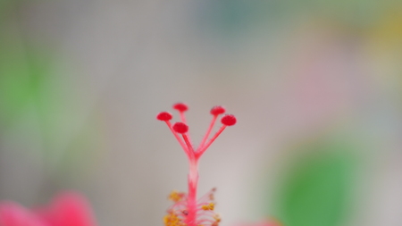 Blurred hibicus flowers in garden.の写真素材