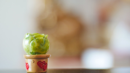 Little cactus on blur background.の写真素材