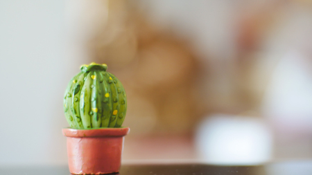 Little cactus on blur background.の写真素材