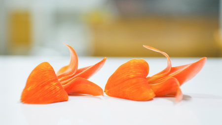 Orange Butea monosperma  flowers on white background.の写真素材