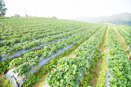 Green nature strawberry farm.