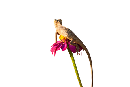 Close up Chameloan animal nature with background.の写真素材