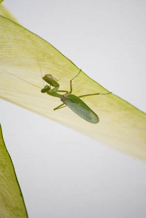 Close up mantis in green nature.