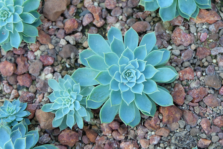 close up green plants in nature.の写真素材
