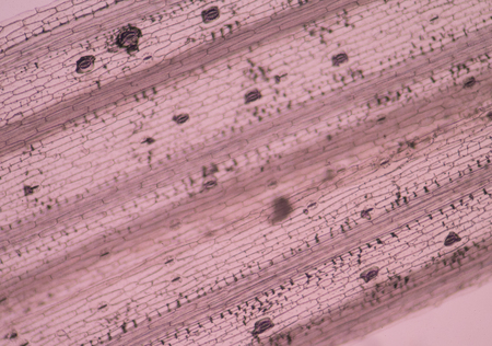 Close up plants cell texture with stoma.