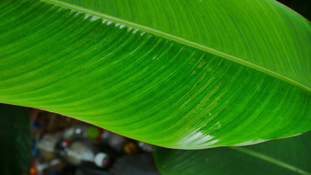 Green leaf with water drop nature background.