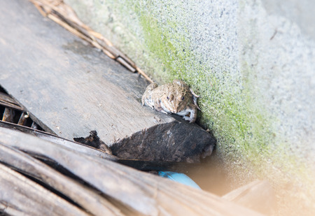 Close up group of  frog on pool agriculture concept.
