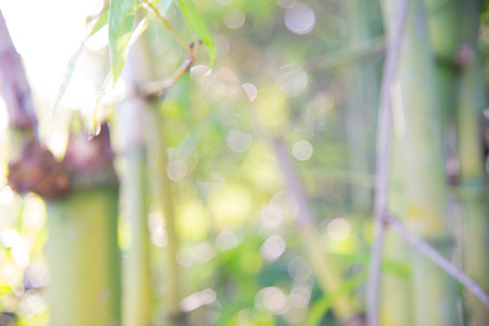 Blurred bamboo forest green nature background.の写真素材