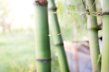 Blurred bamboo forest green nature background.の写真素材