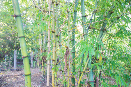 Blurred green bamboo forest nature background.の写真素材