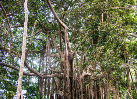 Giant trees in green forest.