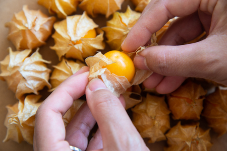 Yellow cape gooseberry fruit on wood texture.look like egg.の写真素材