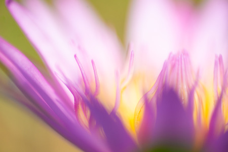 Close up beautiful lotus flower in nature.の写真素材