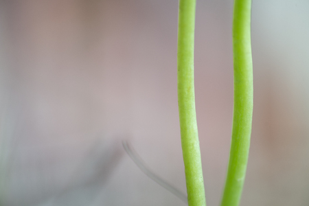 Close up Green plants in nature.Moringa.の写真素材