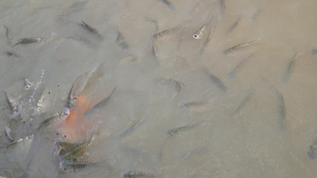 Close up Group of fish in nature.