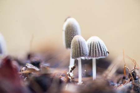 Close up little mushroom in nature on blur background.