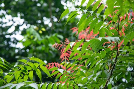 Green leaf on green forest.Nature background.の写真素材