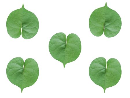 Close up green leaf on white background naturd concept.