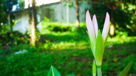 Lilly star flowers on green nature.の写真素材