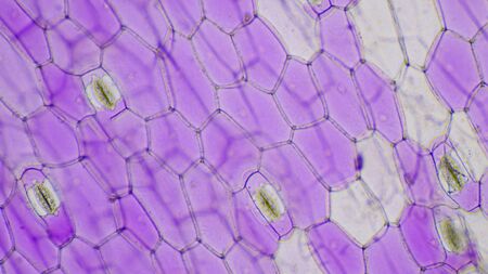 Close up pink Tradescantia spathacea stomata.の写真素材
