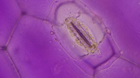 Close up pink Tradescantia spathacea stomata.