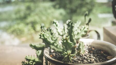 Cactus plants on vintage film tone.の写真素材
