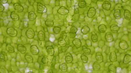 Close up Green leaf stoma cells science background.の写真素材