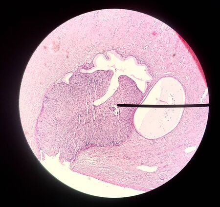 Cells in reproductive female cytology and histology concept medical scinece.