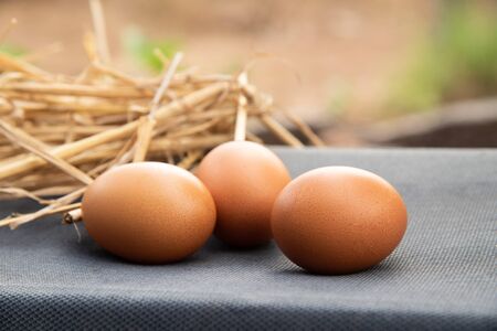 Group of egg in nature agriculture concept.