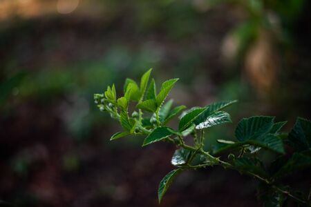 Close up green leaf nature dark background.の写真素材