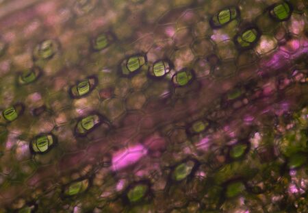 Close up stoma plants cells find with microscope.
