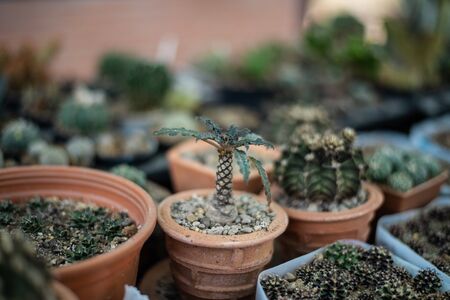 Close up Little cactus planst in nature.