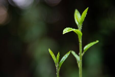 Close up green plants on blur background.の写真素材