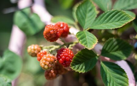 Fresh red blackberry fruits on blur background.