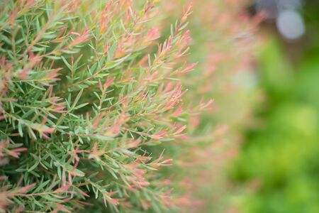 Blur little green plants nature background.の写真素材