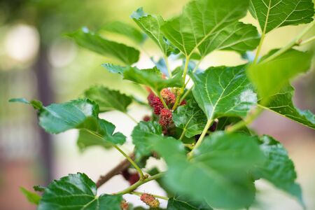 Red Mulberry fruit on green trees.の写真素材