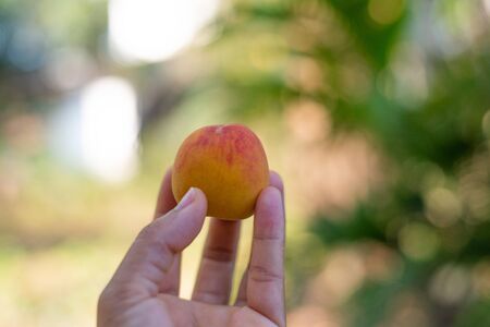 Close up peach fruit in hand on blur background.の写真素材