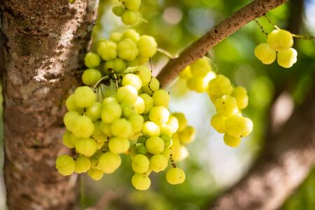 Geen plants and trees in nature concept.の写真素材