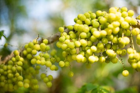 Geen plants and trees in nature concept.の写真素材
