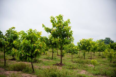 Green Dipterocarpus alatus trees and forest  tree years old on dark cloud sky.の写真素材