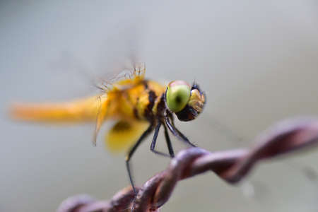 Close up dragonfly with macro lens.の写真素材